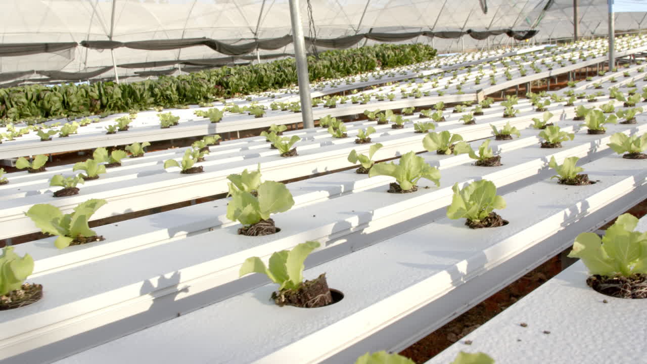 Growing organic lettuce in hydroponic farm greenhouse with nutrient-rich water system
