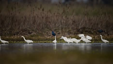 Bandada-De-Garcetas-Pescando-En-El-Lado-Del-Lago