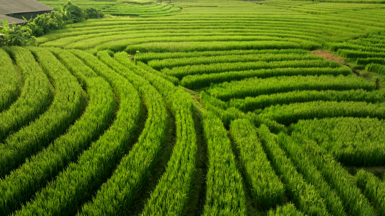 황금 시간 에 울창 한   줄 의 추상적 인 공중 도리 뷰