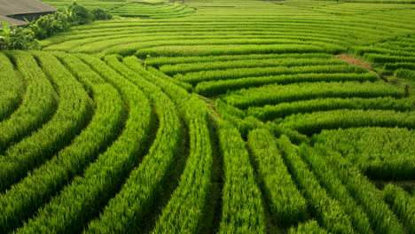 abstract aerial dolly view of lush terraced rice field rows at golden hour