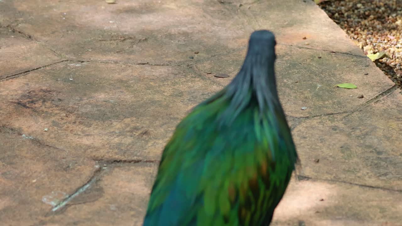 활기찬 새 가 정원 길 을 탐험 하고 있다