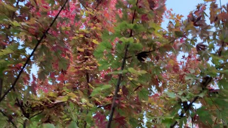 Hermoso-Follaje-De-Otoño-Con-Hojas-De-Otoño-Que-Cambian-De-Color-En-Un-árbol-De-Arce