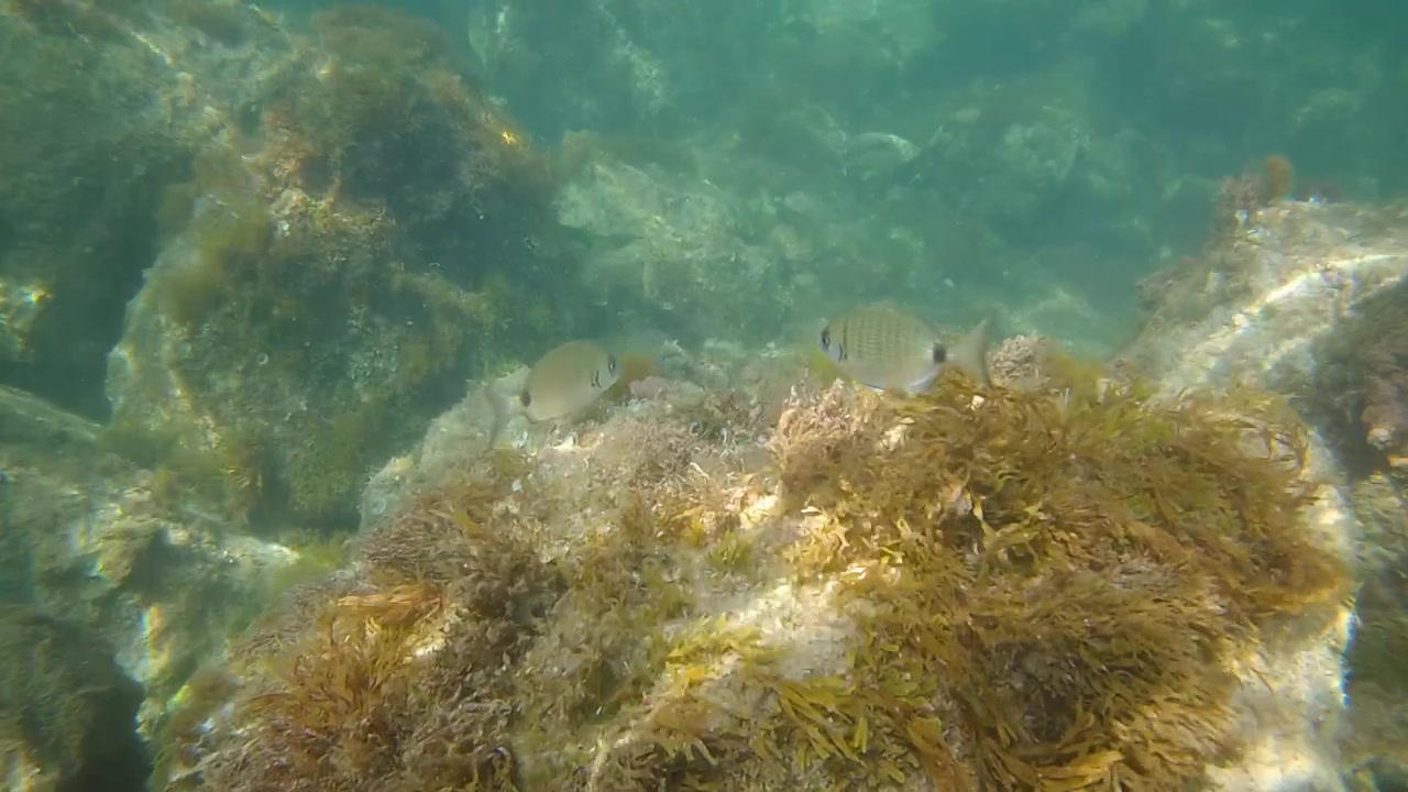 Underwater view of rocky seabed with algae, clear turquoise water, small fish, and a sea urchin visible among the rocks