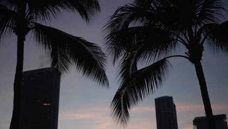 sunset behind miami skyline silhouette palm trees