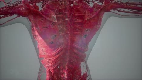vista de cerca completa del sistema esquelético con cuerpo transparente