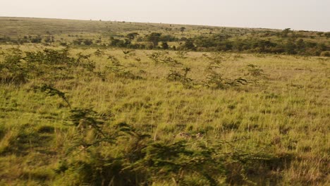 Savanna-Landscape-Scenery,-Driving-Vehicle-Through-Masai-Mara-on-Safari-Holiday-Vacation-in-Maasai-Mara-National-Reserve-in-Kenya,-Africa,-Steadicam-Gimbal-Tracking-Driving-Shot-of-Nature