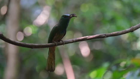 tossing and turning an insect to fit into its beak while perched on a swinging vine in the forest, blue-bearded bee-eater nyctyornis athertoni, thailand