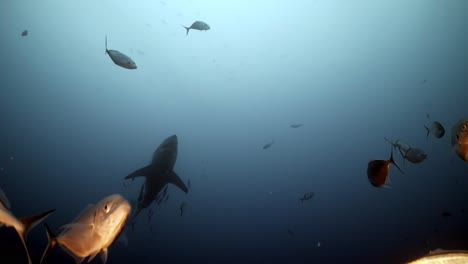 battle scarred great white shark carcharodon carcharias 4k badly scarred shark close ups neptune islands south australia