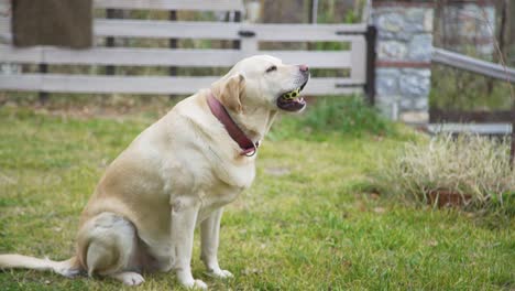 Labrador-Juguetón-Sentado-En-La-Hierba,-Masticando-Una-Pelota