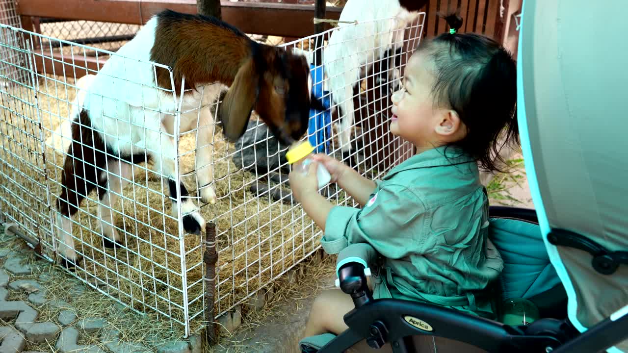 una linda niña asiática recién nacida alimentando con leche a las ovejas de la granja.