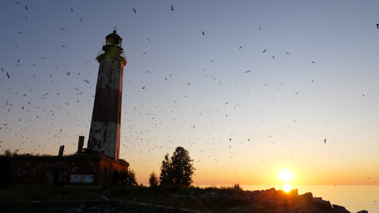 Lot of gulls fly around old lighthouse, loud cries all around, sunset time