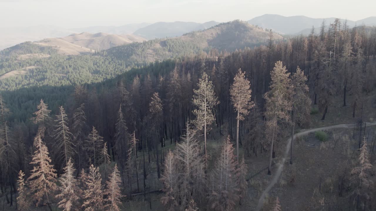 tiro diagonal de una ruta de senderismo del bosque quemado