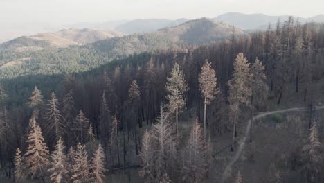 diagonal shot of a burnt forest hiking trail