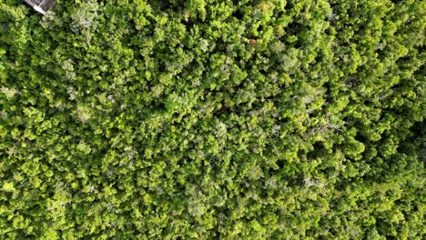 Top-Down-Aerial-of-Lush-Rainforest-and-Bote-Lighthouse,-Catanduanes,-Philippines