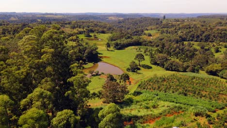 una plantación de yerba mate rodeada de árboles nativos y un lago sereno