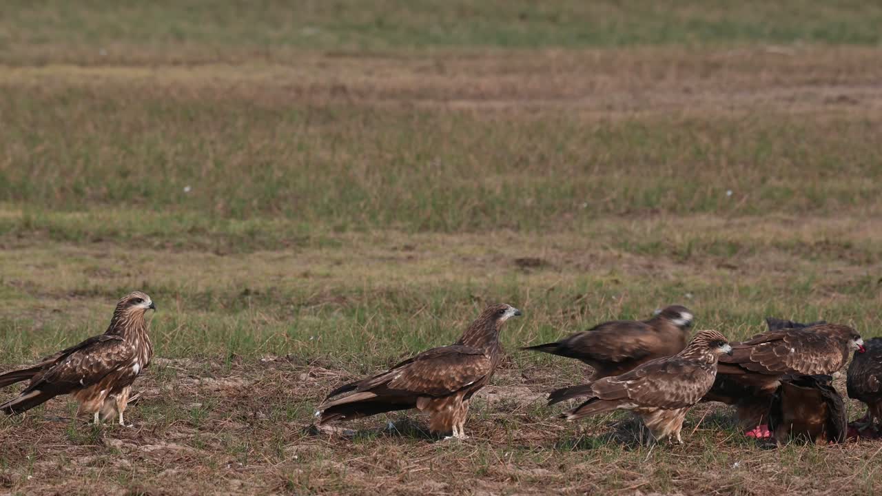 cometa de orejas negras milvus lineatus cometas corriendo hacia la derecha alimentándose de la carne dada para que engorden antes de hacer su vuelo de regreso, pak pli, nakhon nayok, tailandia
