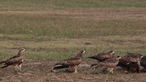 black-eared kite milvus lineatus kites rushing towards the right feeding on given meat for them to fatten up before they make their return flight, pak pli, nakhon nayok, thailand