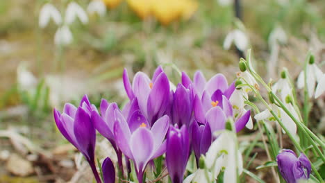 Primer-Plano-De-Algunos-Azafranes-Violetas-Que-Crecen-En-El-Jardín