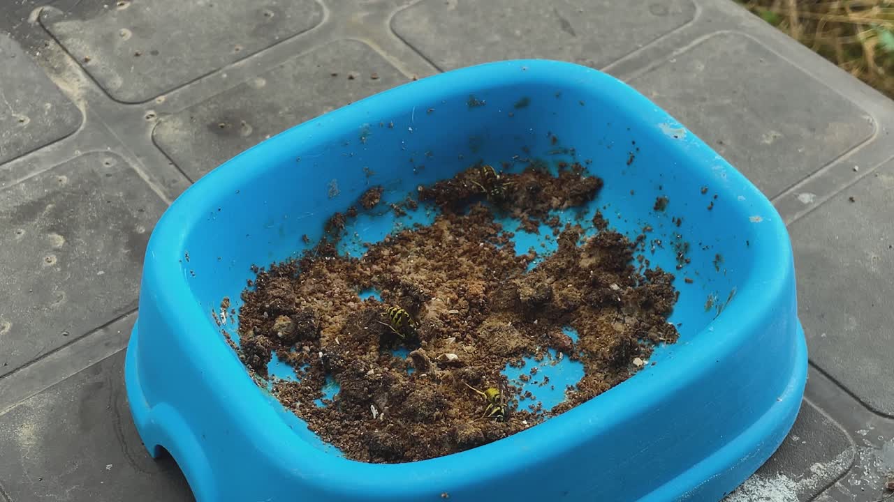 Primo piano statico al rallentatore di tre vespe che raccolgono cibo da un contenitore di plastica blu con cibo per gatti. Gli insetti formano piccole palline di cibo e volano via portandole con sé