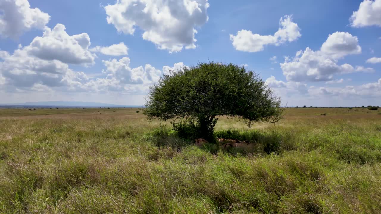 사자 들 의 한 무리 가 사바나 의 나무  에서 휴식 하고 있다