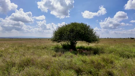 Un-Grupo-De-Leones-Descansando-Bajo-Un-árbol-En-La-Sabana