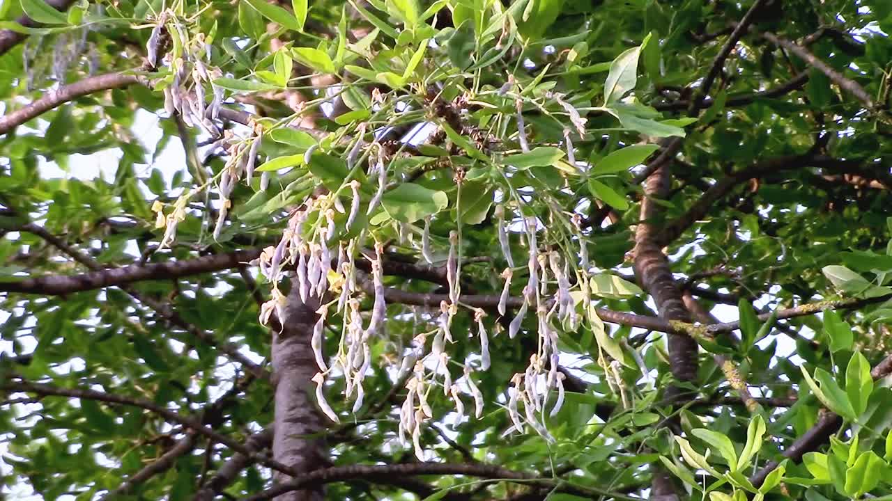 Closeup of poisonous Laburnum seeds hanging in a Laburnum tree
