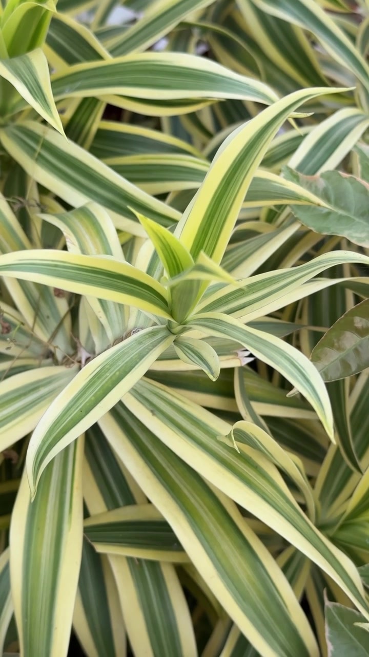 Primo piano di foglie di Dracaena variegata