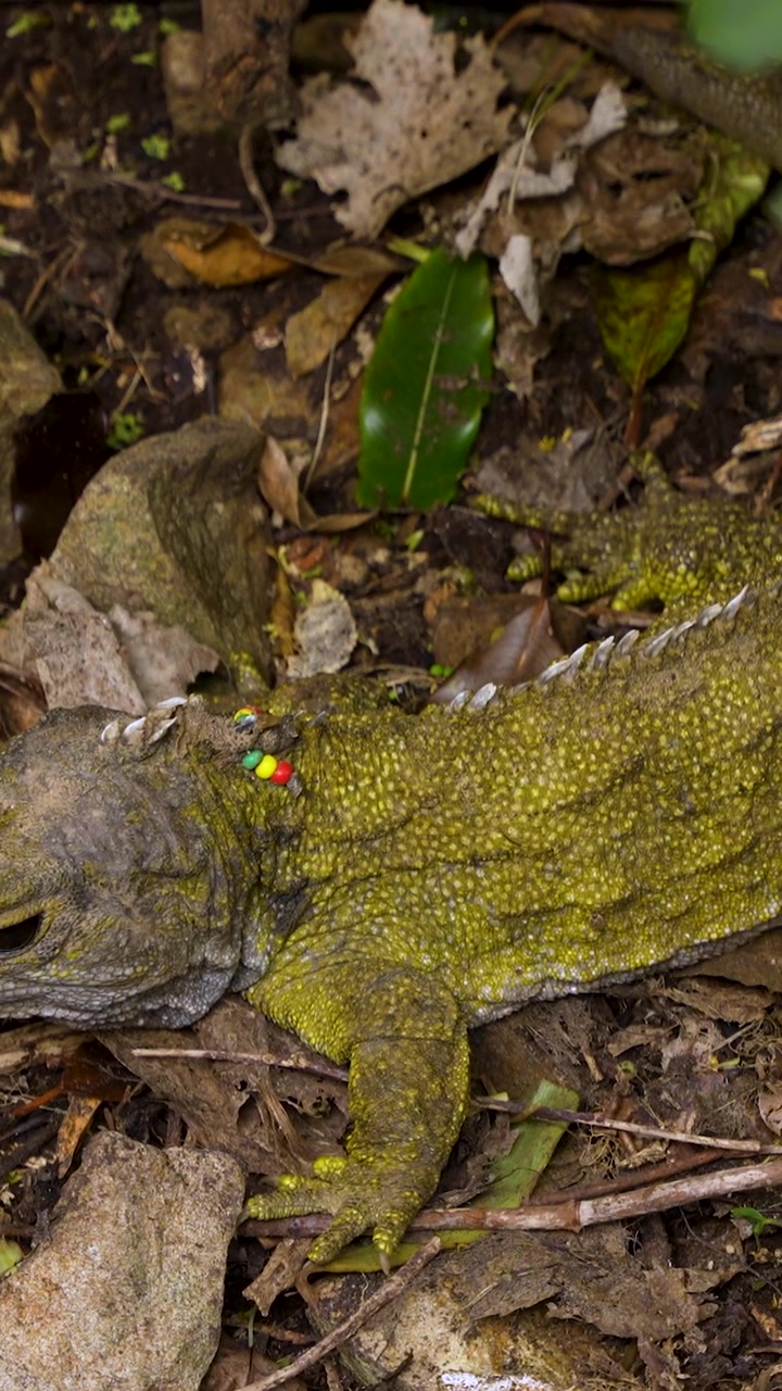 Vertical: Antiguo reptil tuatara endémico descansando en el bosque nativo de Nueva Zelanda, toma panorámica.