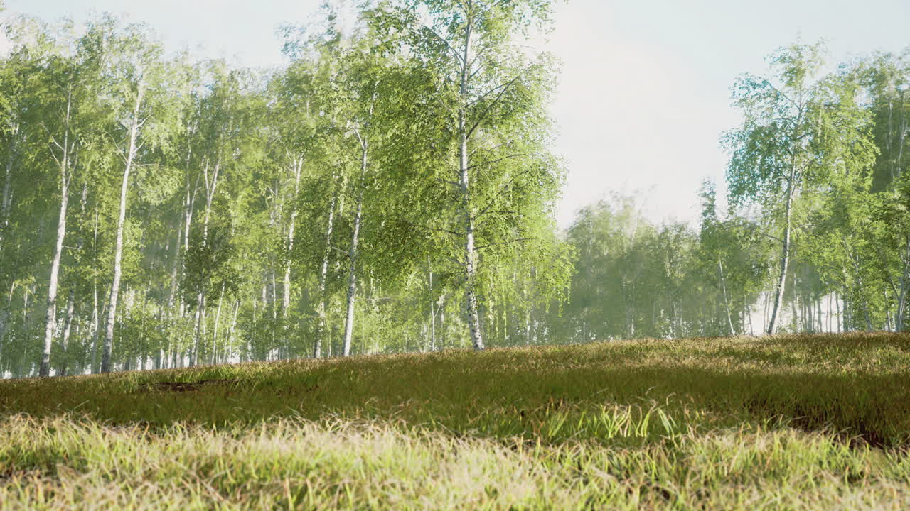 Lush green forest under bright sunlight highlights natures beauty