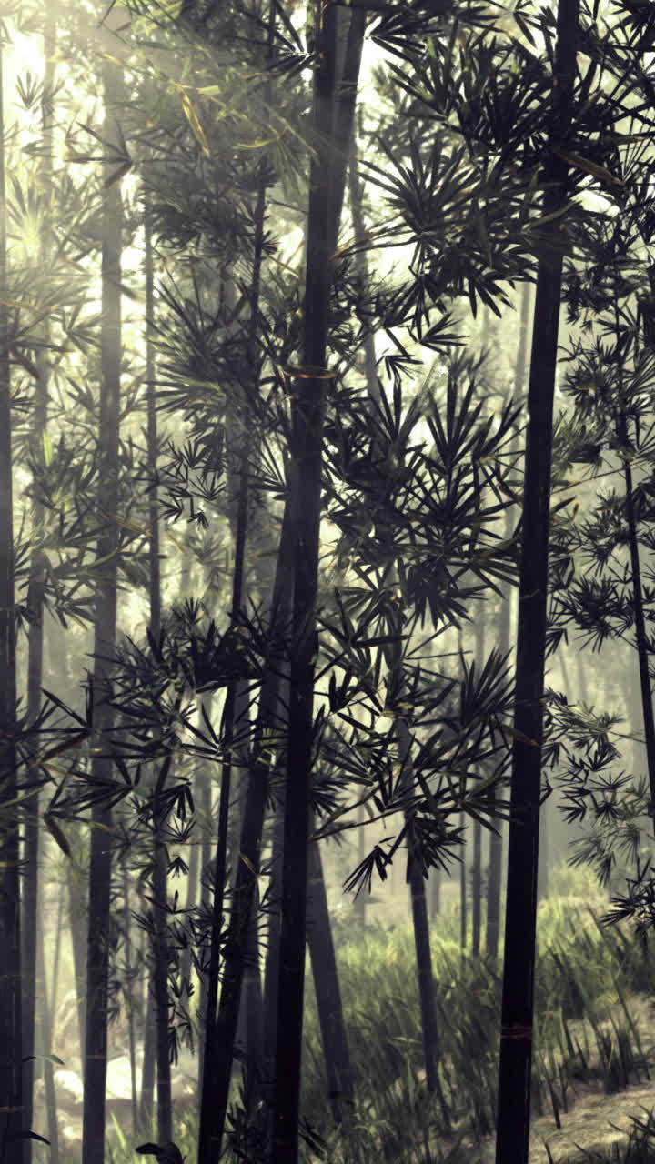 Sunlight filters through bamboo forest in tranquil morning light