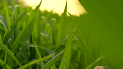 primer plano: manos ingeniero agrónomo con una tableta inspeccionan plantas en los campos en una granja moderna al atardecer