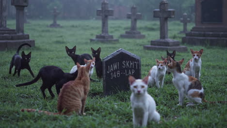 cats in a graveyard