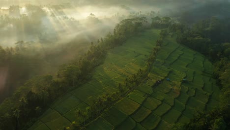 Los-Mágicos-Rayos-De-Luz-De-La-Mañana-Brillan-A-Través-De-La-Niebla-En-Los-Exuberantes-Campos-De-Arroz-Mancingan-Verdes,-Antena