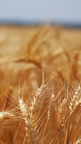 el campo de trigo dorado