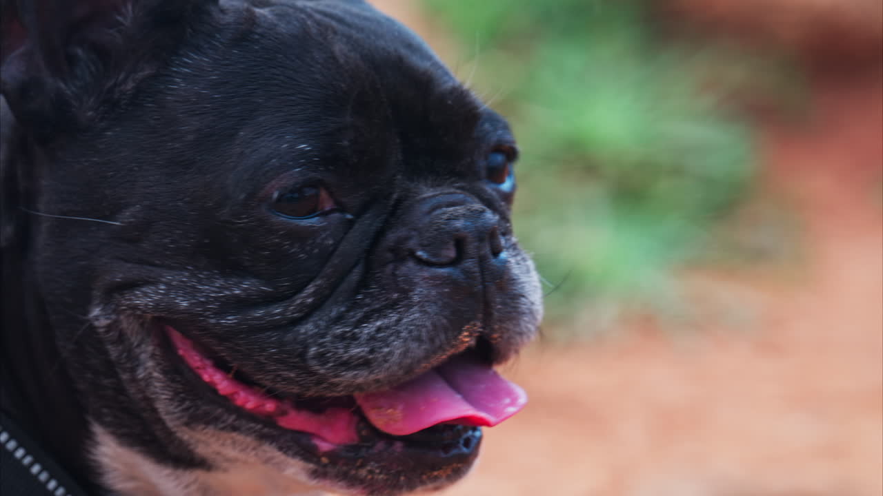 Close up of a black French Bulldog resting on a pathway