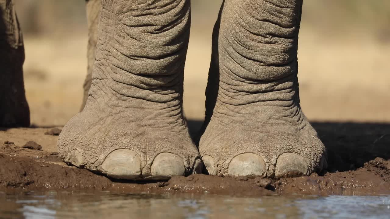 primer plano extremo de los pies de un elefante africano parado en un abrevadero, mashatu botswana