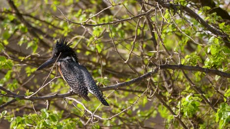 Ein-Wunderschöner-Schwarz-weiß-Gepunkteter-Rieseneisvogel-Mit-Kastanienbraunen-Brustfedern-Sitzt-Auf-Dem-Ast-Eines-Baumes-In-Südafrika