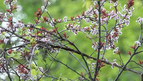 a magnificent canada warbler yellow bird fly off from a spiky branch full of flowers