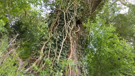 Un-Viejo-árbol-Alto-Rodeado-De-Enredaderas-Que-Crecen-En-Su-Tronco-Junto-Con-Otra-Vegetación-Que-Crece-A-Su-Alrededor,-Parece-Ser-Hueco