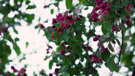 Beautiful view of tree flowers blooming against white sky among green leafs