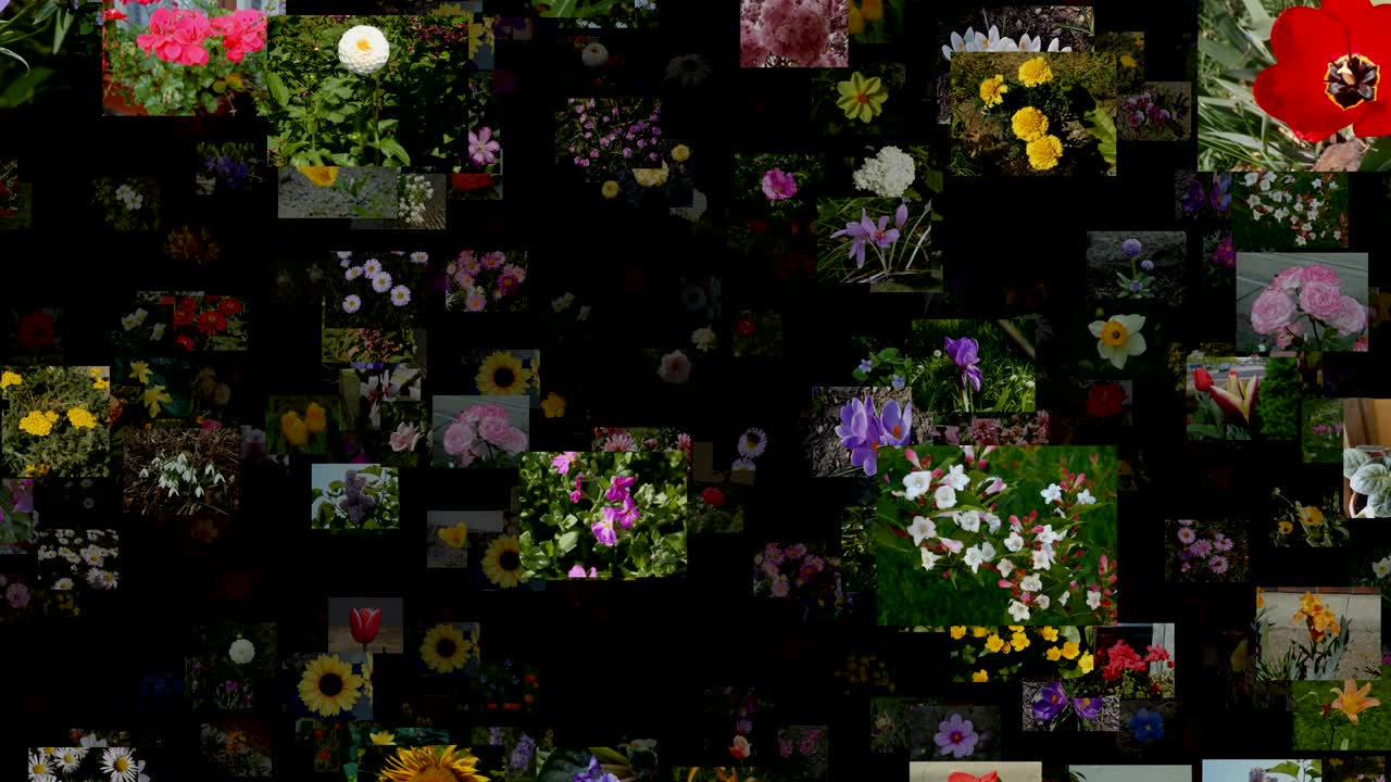 Flusso di foto di fiori che si muovono verso l'alto, loop continuo