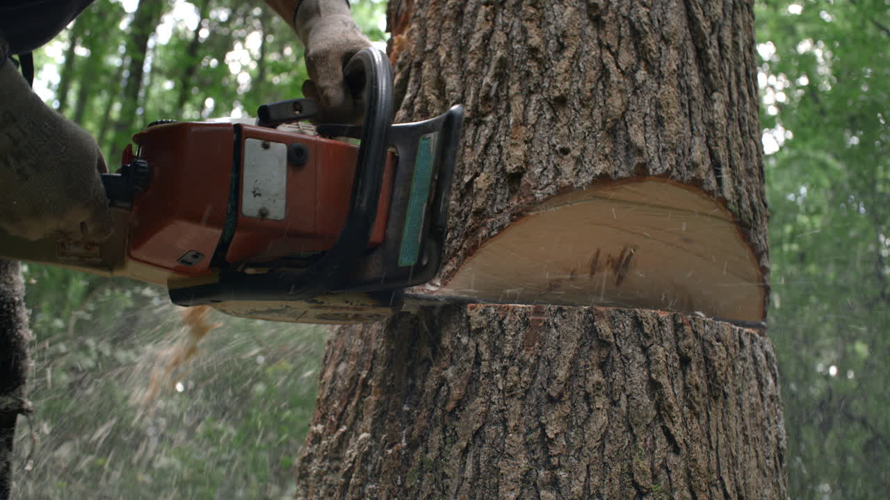 Cinematic Slow motion Chainsaw action cutting down a tree during tree felling