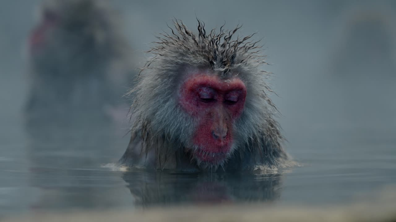 A peaceful clip of a snow monkey relaxing in the warm waters of Jigokudani Onsen, surrounded by a serene snowy landscape.
