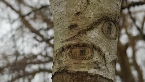 forma de ojos formada naturalmente en la corteza del abedul