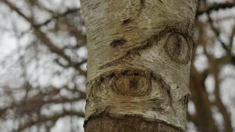 shape of eyes naturally formed on bark of birch tree