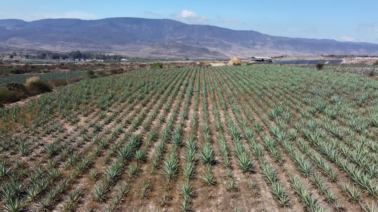 멕시코 시골 데킬라에 있는 유기농 아가베 밭의 공중 촬영