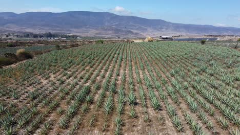 aerial shot of organic agave fields on rural tequila, mexico