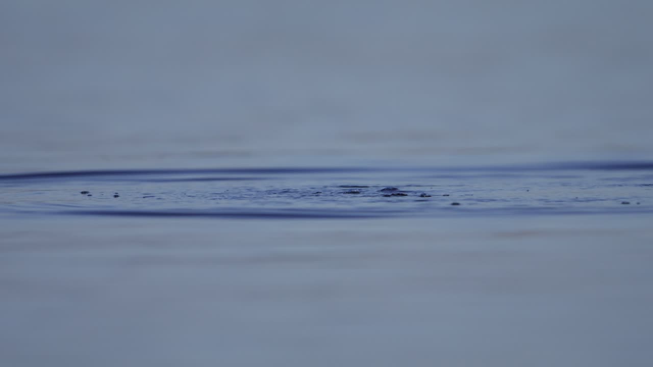 Close up of a Eurasian Coot floating in calm water before diving down and coming up with sea weed and eating it