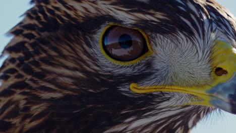 close-up of a hawk's head