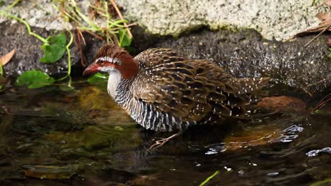 lewin's rail enjoying a refreshing bath